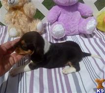 beagle puppy posted by Grannys Treasures
